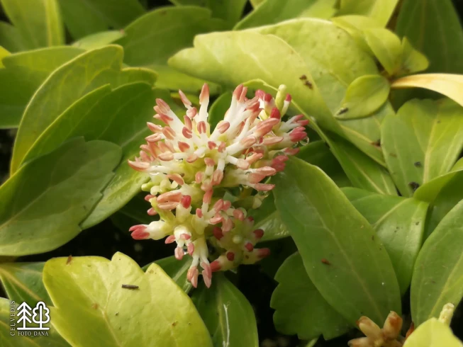 Pachysandra terminalis